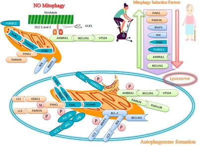 Exercise and mitochondrial mechanisms in patients with sarcopenia